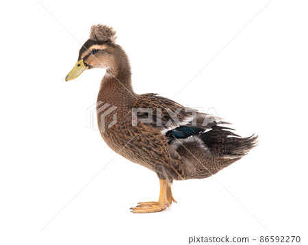 duck standing isolated on white background duck standing isolated on white background 86592270