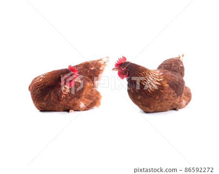 two chickens isolated on white background two chickens isolated on white background 86592272