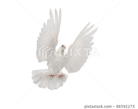 beautiful white dove in flight isolated on white background beautiful white dove in flight isolated on white background 86592273