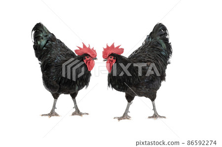 two roosters look at each other isolated on white background 86592274