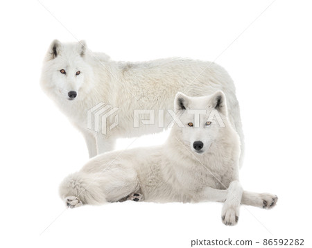 two polar wolves isolated on white background two polar wolves isolated on white background 86592282