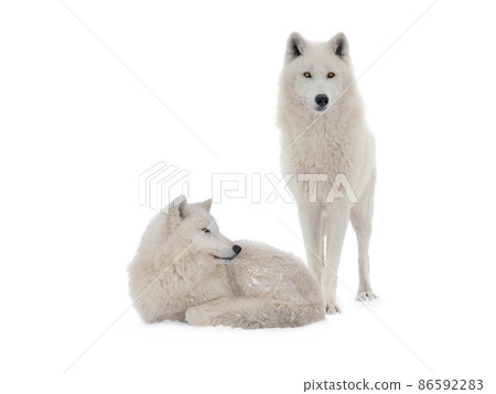 two polar wolves isolated on white background two polar wolves isolated on white background 86592283