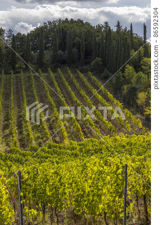 Tuscany's most famous vineyards near town Montalcino in Italy 86592304