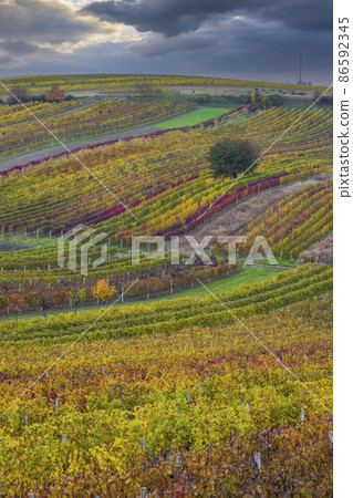 Autumn vineyard near Cejkovice, Southern Moravia, Czech Republic Autumn vineyard near Cejkovice, Southern Moravia, Czech Republic 86592345