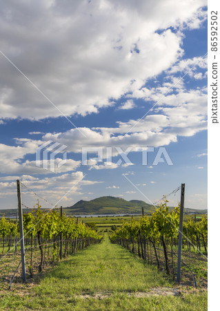 Spring vineyards under Palava near Sonberk, South Moravia, Czech Republic Spring vineyards under Palava near Sonberk, South Moravia, Czech Republic 86592502