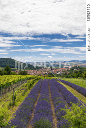 South Moravian town of Mikulov with the lavender field in Czech Republic 86592510