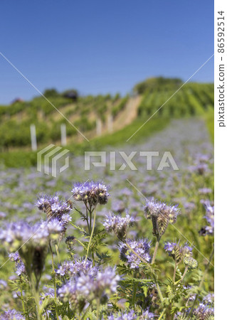 Landscape with vineyards, Slovacko, Southern Moravia, Czech Republic 86592514