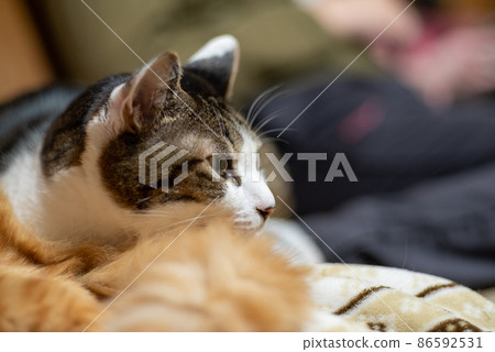 盯著野雞的貓 86592531