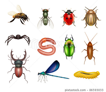 Insects. Realistic flies dragonflies ants insect pests larvae butterflies decent vector colored pictures of scarab or beetles bugs Insects. Realistic flies dragonflies ants insect pests larvae butterflies decent vector colored pictures of scarab or beetles bugs 86593033