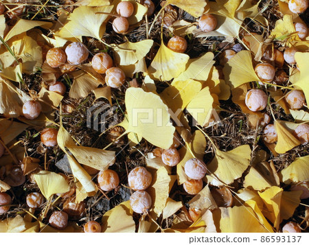 Ginkgo fallen leaves and seeds Ginkgo fallen leaves and seeds 86593137
