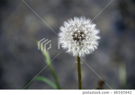 Dandelion seeds 86593942