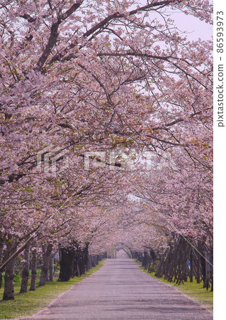 [宮崎縣宮古城] Mochio Park（櫻花） 86593973