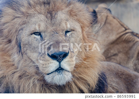 lion lion 86593991
