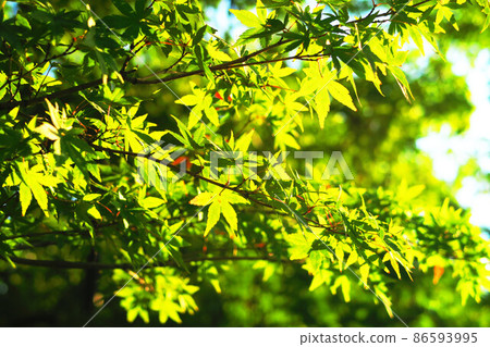 Landscape with Japanese maple 86593995