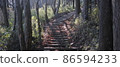 Stairs in the forest 86594233