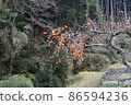 Satoyama's persimmon 86594236