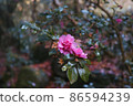 Camellia in the satoyama 86594239