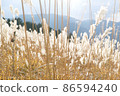 Japanese pampas grass on the summit of Mt. Katsuragi 86594240