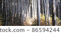 Forest road trees 86594244