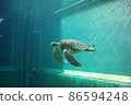 Aquarium sea turtle 86594248