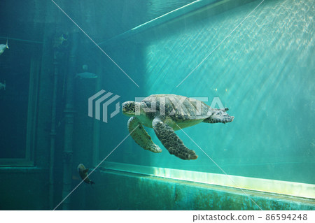 水族館海龜 水族館海龜 86594248
