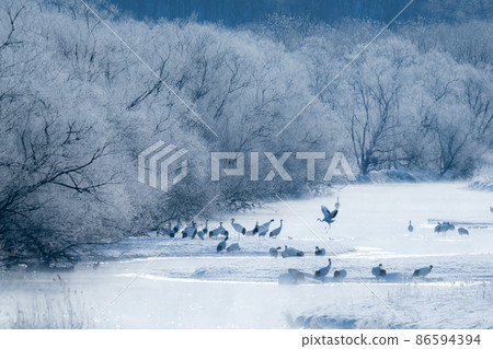 丹頂鶴睡覺的河流北海道音羽橋 86594394