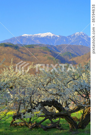 Spring flower Spring flower 86594638
