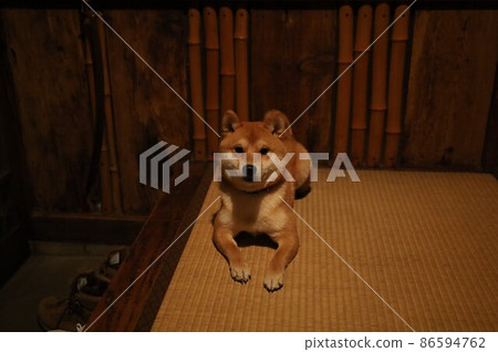 茅草屋頂、榻榻米和柴犬 茅草屋頂、榻榻米和柴犬 86594762
