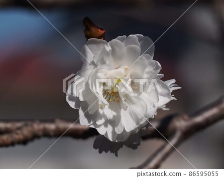 透過樹林沐浴在陽光下的白色十月櫻（樹枝上的十月櫻花特寫） 86595055
