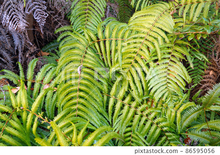 大浦次郎 1 岡山縣瀨戶內市 86595056