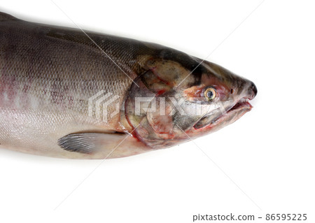 Chum salmon Chum salmon 86595225