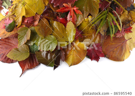 Autumn leaves background 86595540