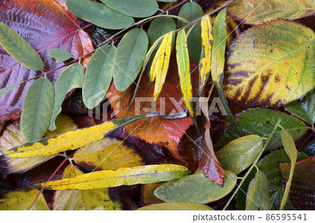 Autumn leaves 86595541