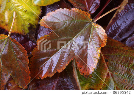 Autumn leaves 86595542