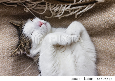 Cute domestic young cat sleeping in cozy bed 86595548