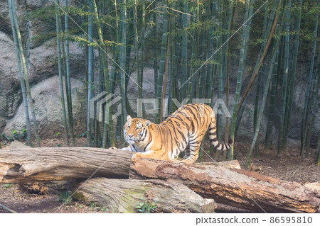 竹林與老虎 86595810