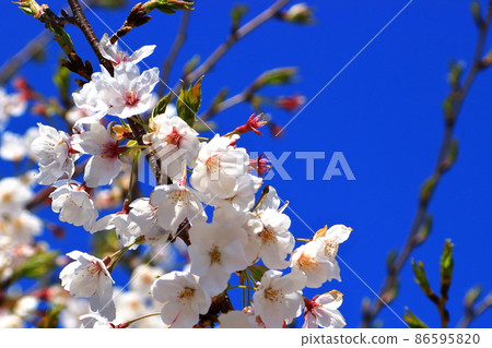 Spring cherry blue sky Spring cherry blue sky 86595820