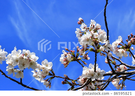 Spring cherry blue sky Spring cherry blue sky 86595821