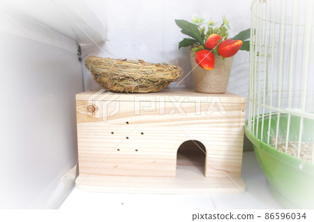 Java sparrow's nest Java sparrow's nest 86596034