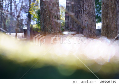 Forest spirit, backlight water droplets, moss 3 Forest spirit, backlight water droplets, moss 3 86596149