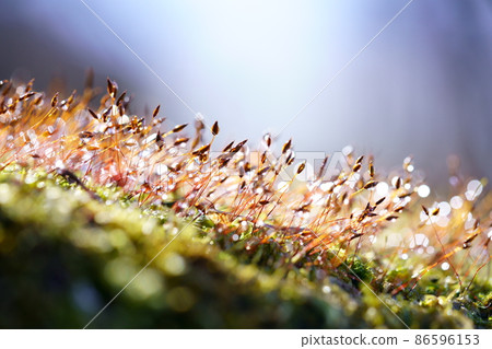 The mystery of moss water drops 5 86596153