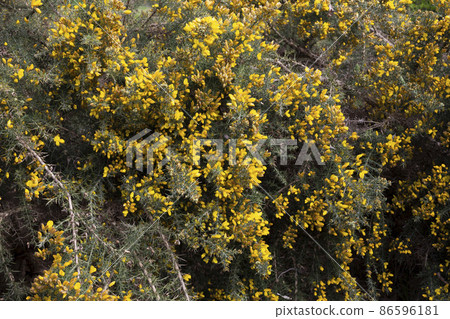 floral natural background yellow-green of Ulex Europaeus know as Gorse, bush with small bright yellow flowers 86596181