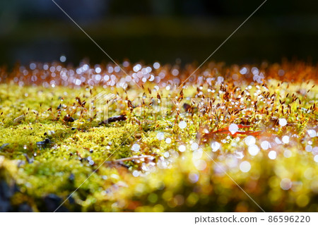 Shine of water droplets, moss spores 86596220