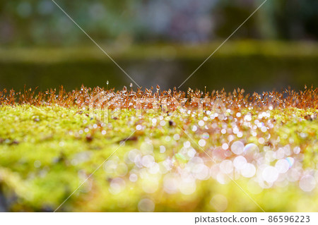 Shine of water droplets, moss spores 86596223