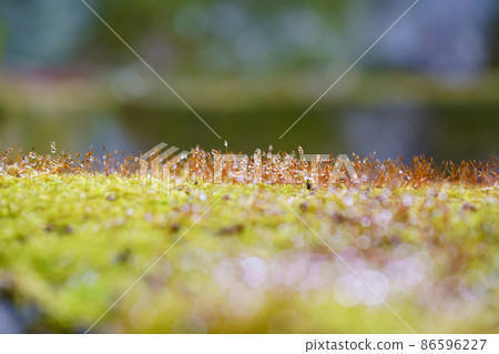 Japanese garden, morning dew moss shines 86596227