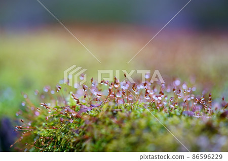 Japanese garden, morning dew moss shines 86596229