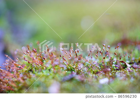 Japanese garden, morning dew moss shines 86596230