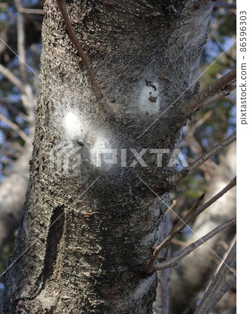 Nephila clavata的卵黃囊(福岡縣糸島市生態照片) Nephila clavata的卵黃囊(福岡縣糸島市生態照片) 86596303