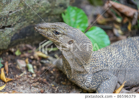 Wild water monitor Wild water monitor 86596379