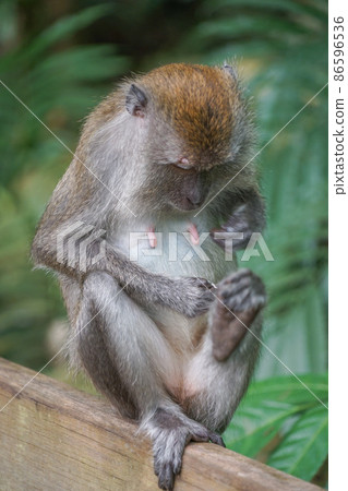 Cynomolgus monkey in Singapore 86596536